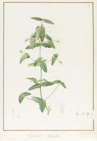 Correa Vieisiflora von Pierre Joseph Redouté